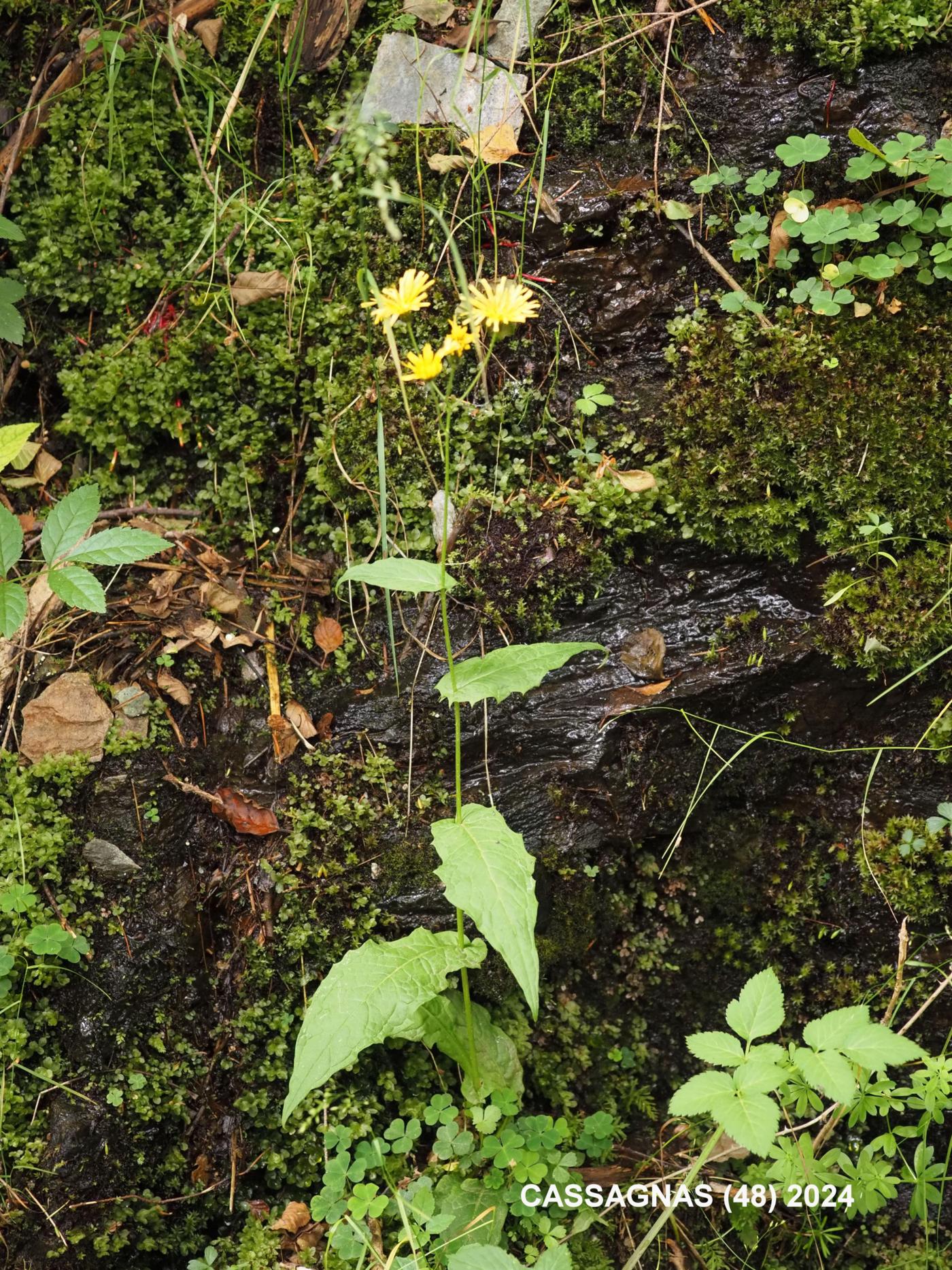 Hawk's-beard, Marsh plant